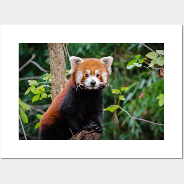 Red Panda Wall Art by kawaii_shop